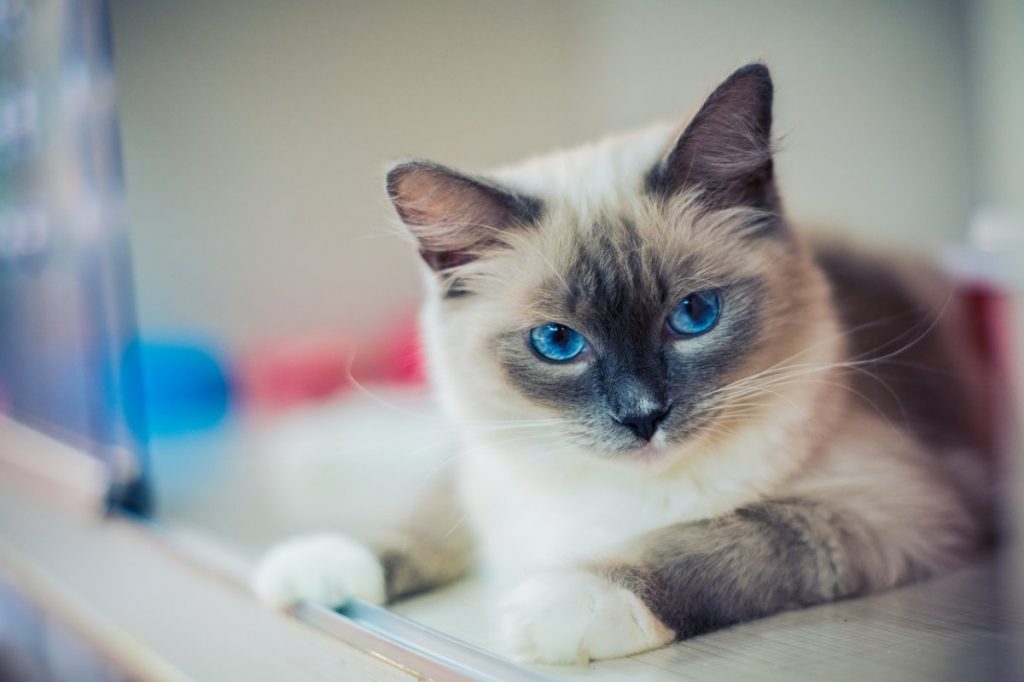 Kokia kačių veislė tinka jūsų zodiako ženklui